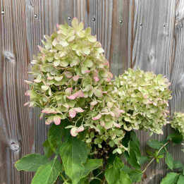 Hydrangea paniculata Little Spooky