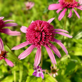 Echinacea purpurea Pink Double Delight
