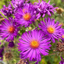 Aster novae angliae Helen Picton