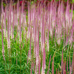 Veronicastrum virginicum Erika