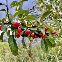 Malus Everest