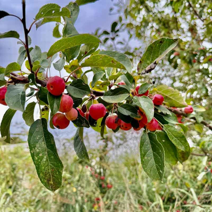 Malus Everest