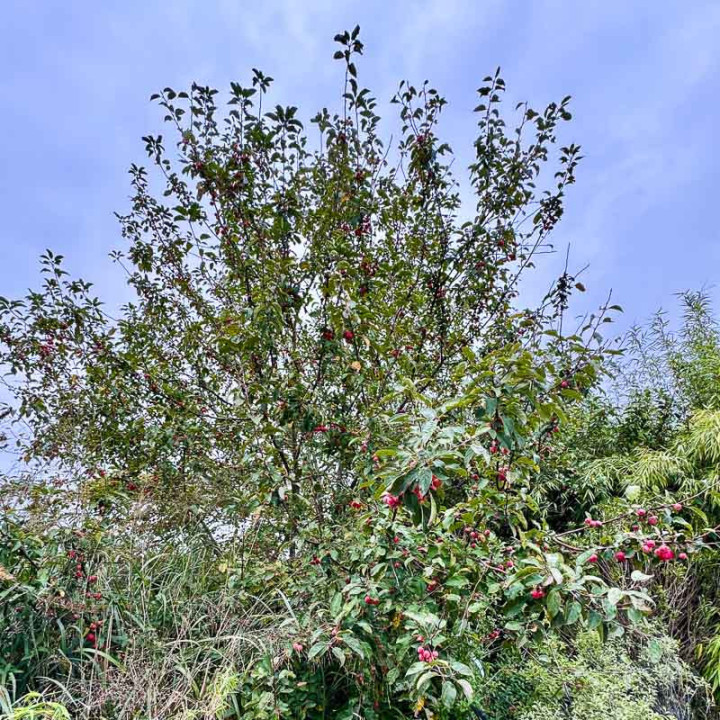 Malus Evereste | Pommier d'ornement Evereste