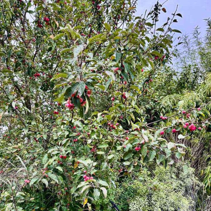 Malus Evereste | Pommier d'ornement Evereste