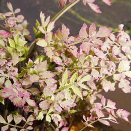 Oenanthe javanica Flamingo