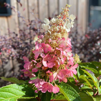 Hydrangea paniculata Pinky Winky Hydrangea paniculata Pinky Winky