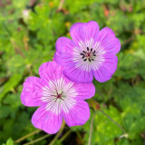 Geranium Kelly Anne