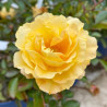 Rosier Décorosiers Soleya