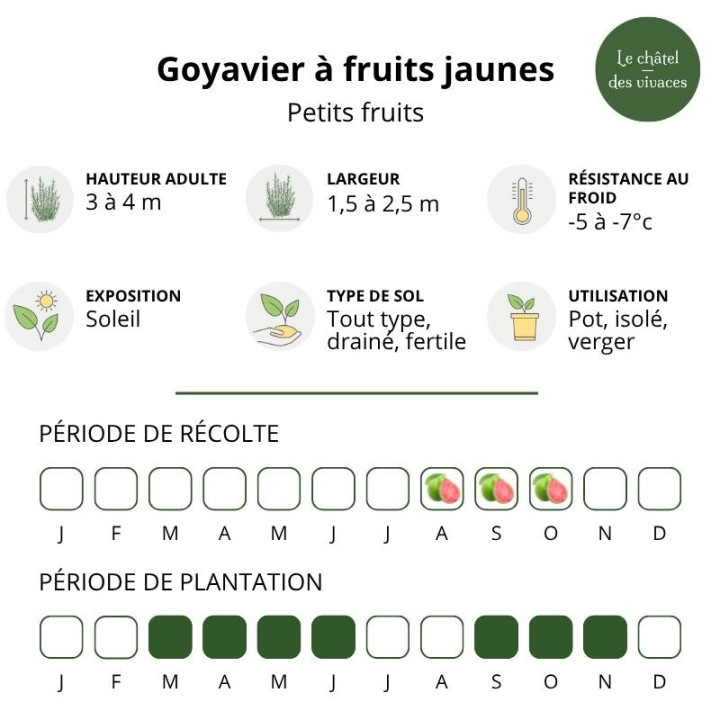 Goyavier de Chine à fruits jaunes