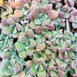 Sedum spathulifolium Cape Blanco
