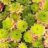 Sempervivum Leo