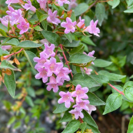 Abelia grandiflora Edward Goucher