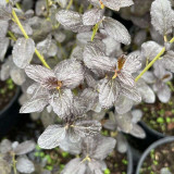 Ceanothus thyrsiflorus Tuxedo