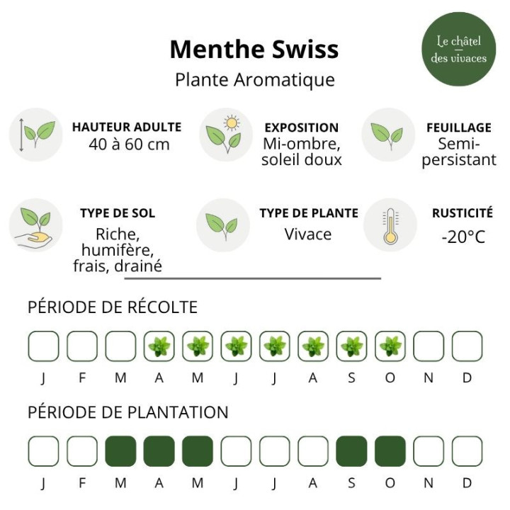 Menthe Swiss