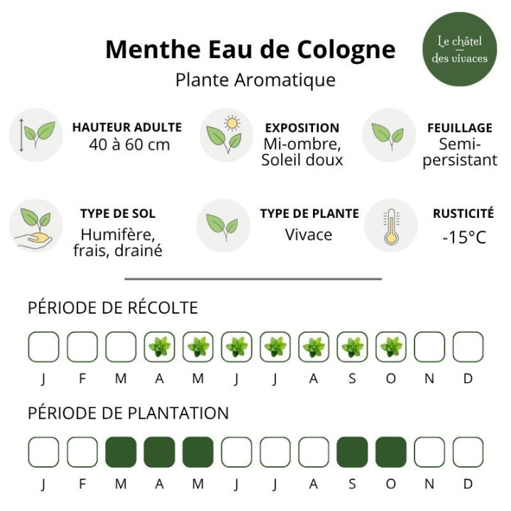 Menthe Eau de Cologne