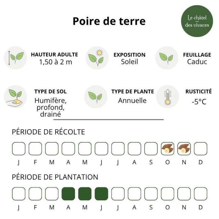 Poire de terre