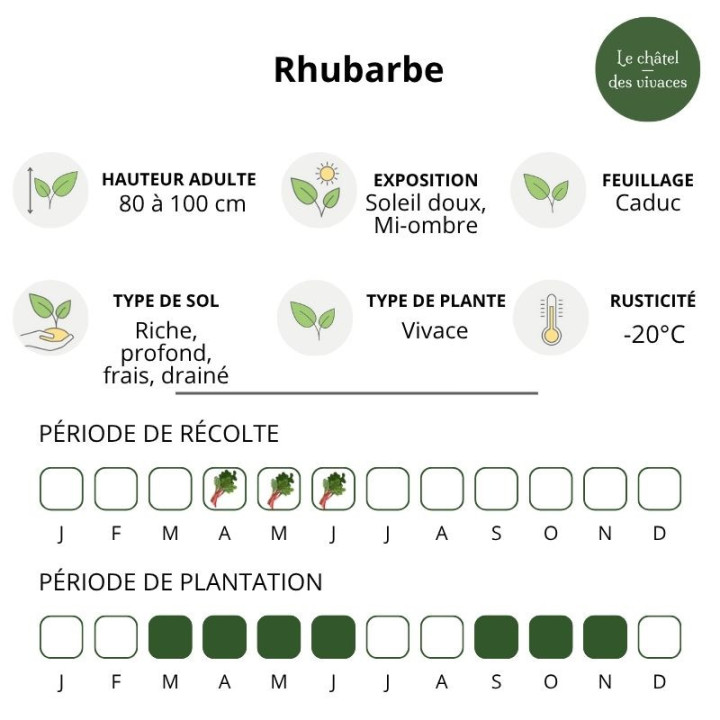 Rhubarbe
