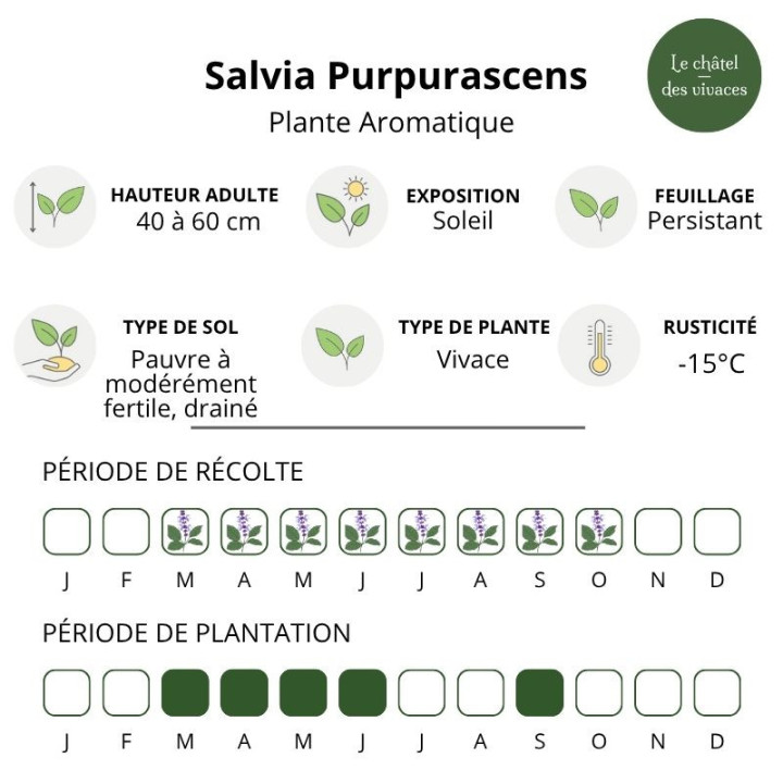 Sauge officinale Purpurascens