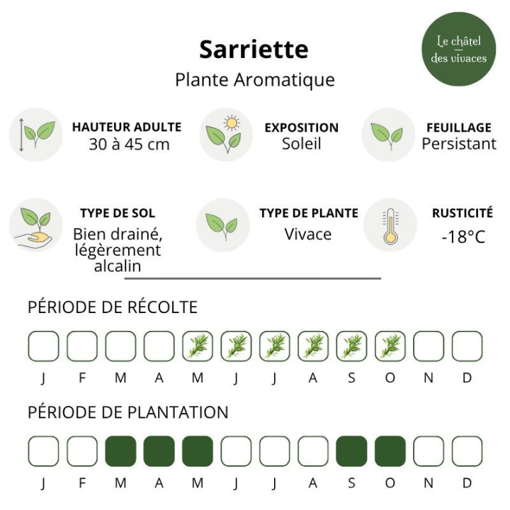 Sarriette