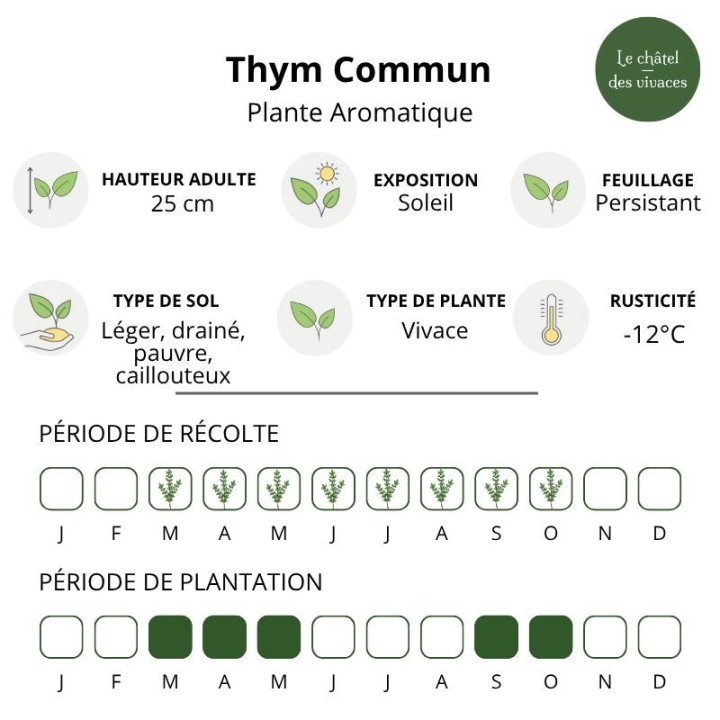 Thym commun