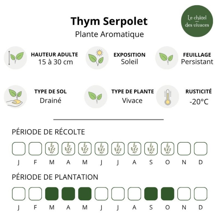 Thym serpolet