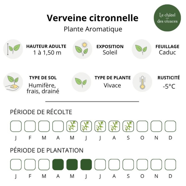 Verveine citronnelle