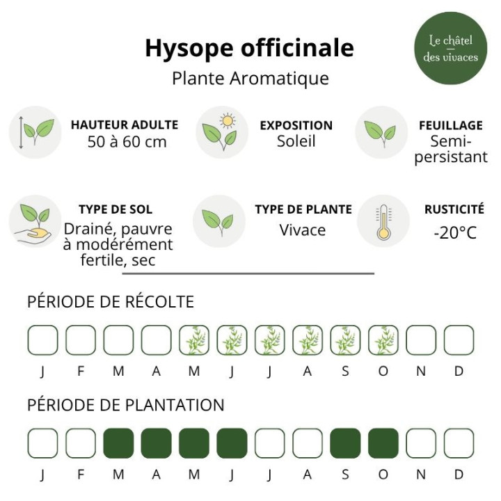 Hysope officinale