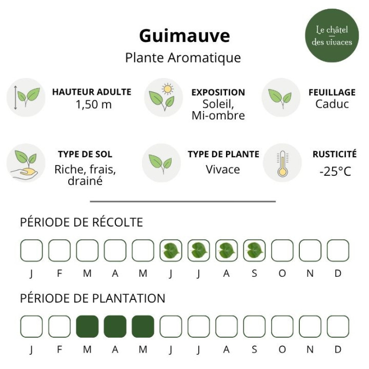 Guimauve