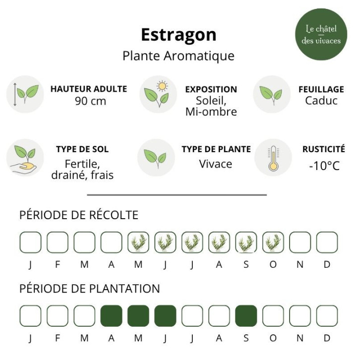 Estragon