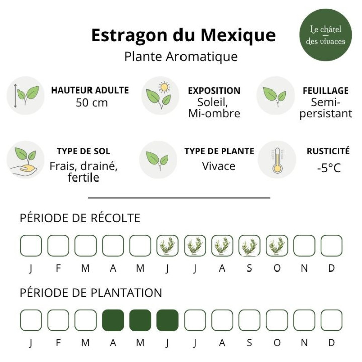 Estragon du Mexique