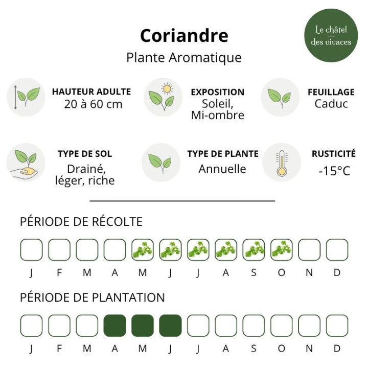 Coriandre