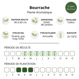 Bourrache