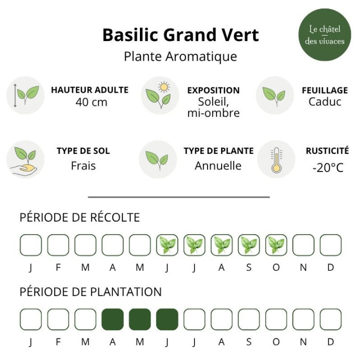 Basilic Grand Vert