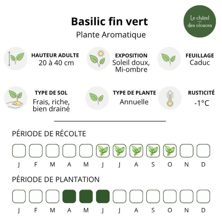 Basilic fin vert