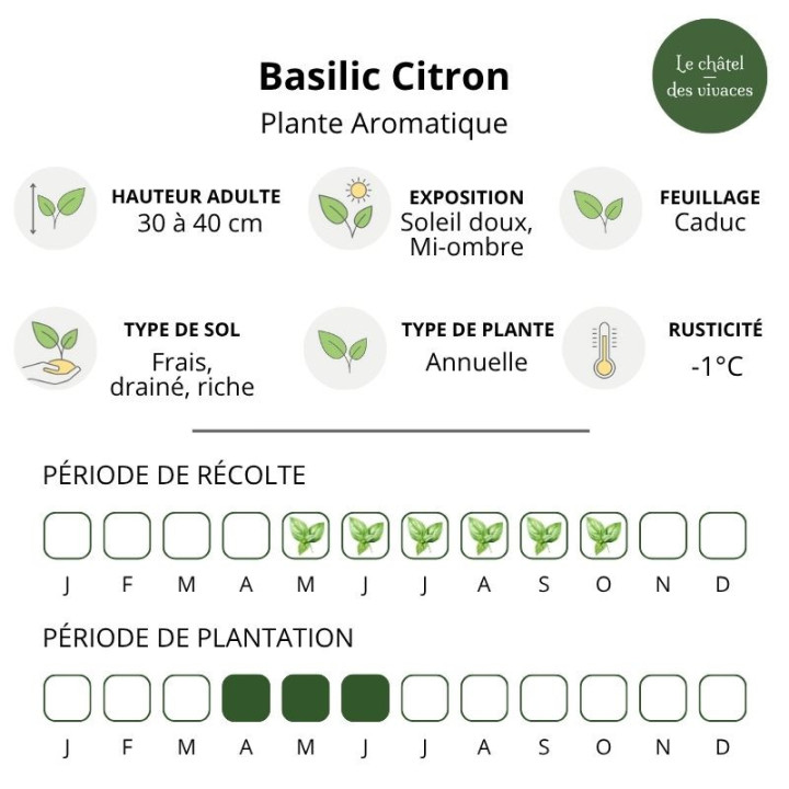 Basilic citron