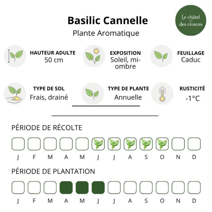 Basilic Cannelle