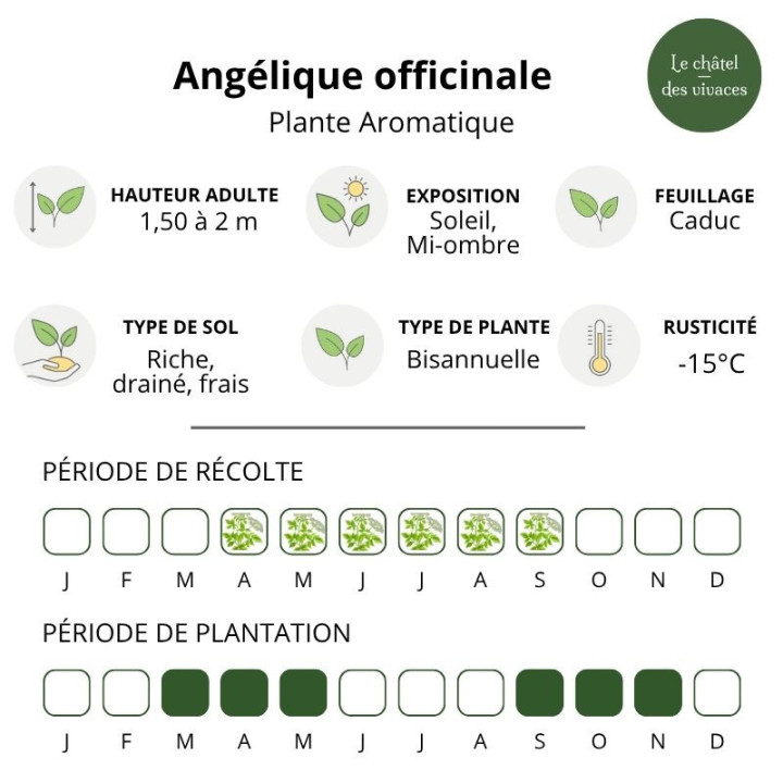 Angélique officinale