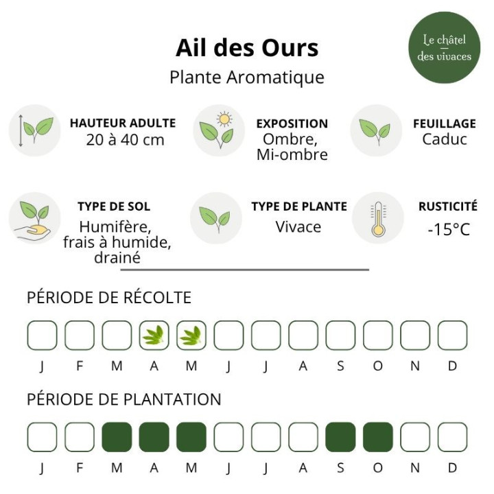 Ail des ours
