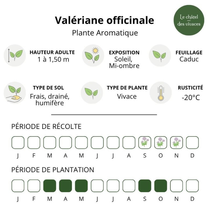 Valeriane officinale