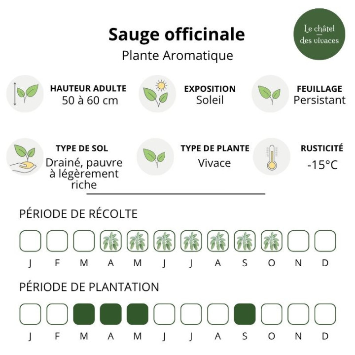 Sauge officinale