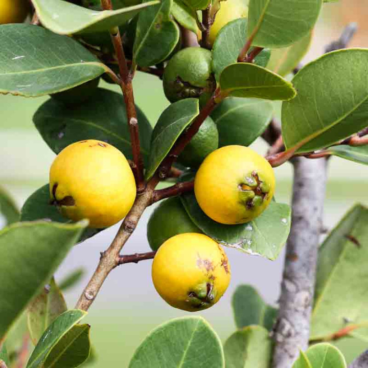 Psidium cattleianum lucidum