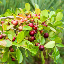 Psidium cattleianum