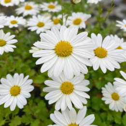 Chrysanthemum arcticum Stella