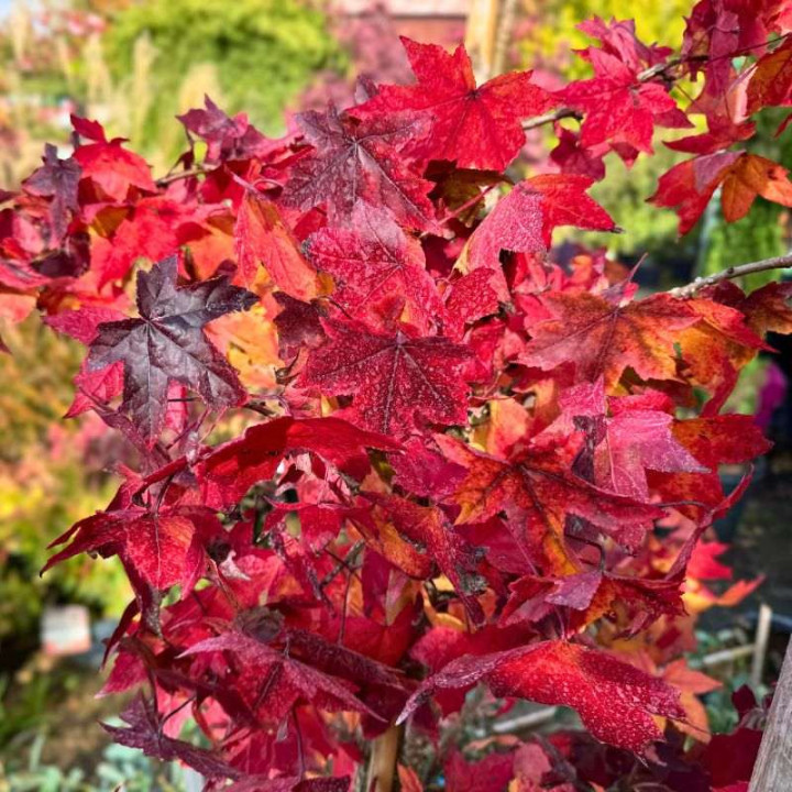 Liquidambar styraciflua