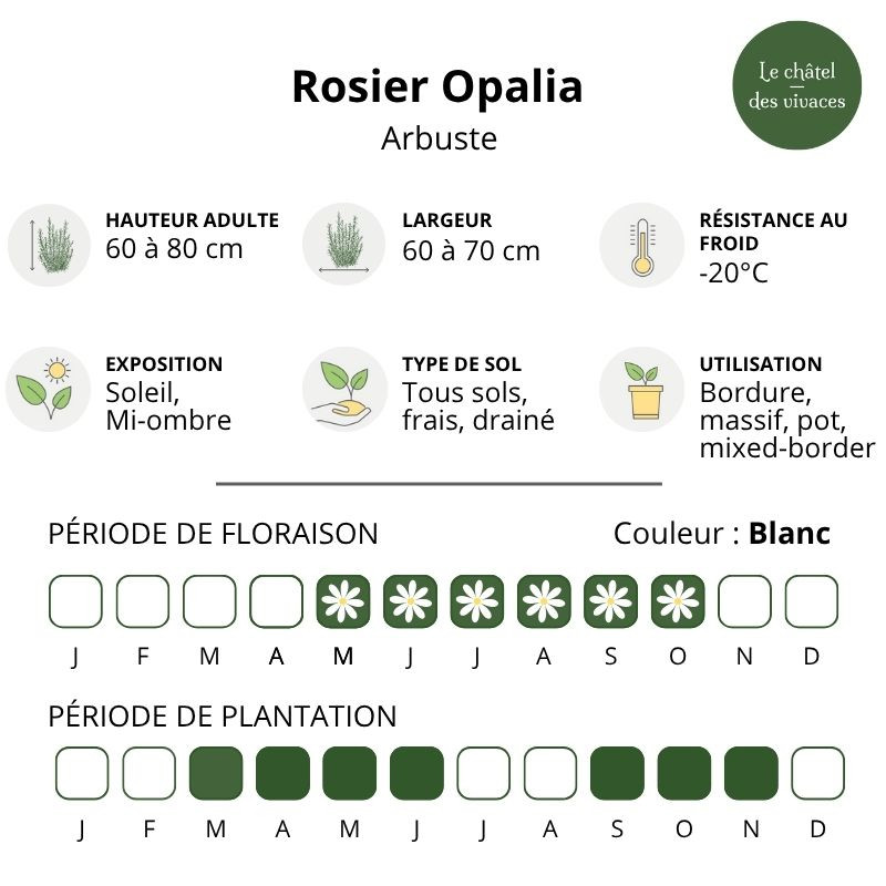 Opalia Rome Rosier Decorosier Opalia | Rosier paysager
