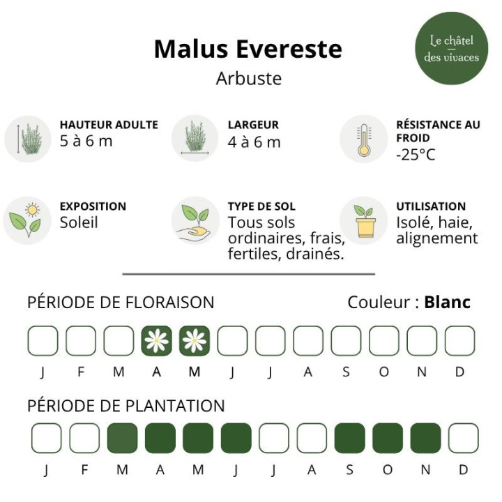 Malus Evereste