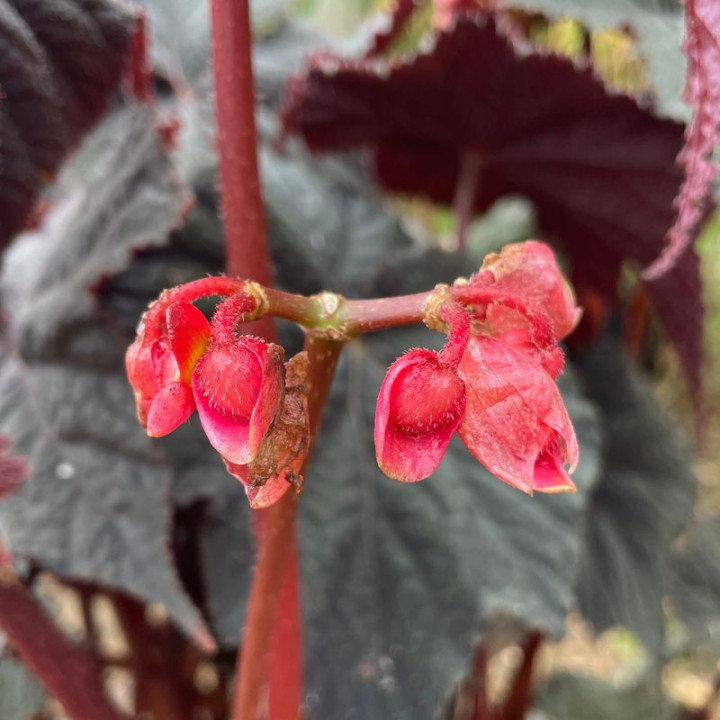 Begonia Dark Side of the Moon