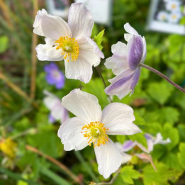 Fleurs blanche de l'Anemone Ruffled Swan