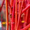 Acer palmatum Sangokaku