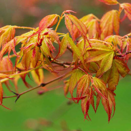 Acer palmatum Katsura